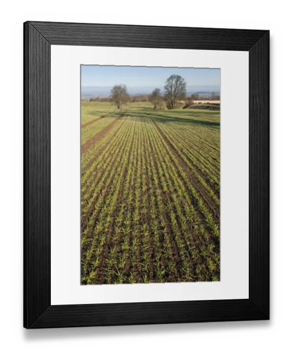 Framed Print : Early Oat fields, Haregill Lodge Farm, Ellingstring, North Yorkshire, England, UK Framed Print : Early Oat fields, Haregill Lodge Farm, Ellingstring, North Yorkshire, England, UK