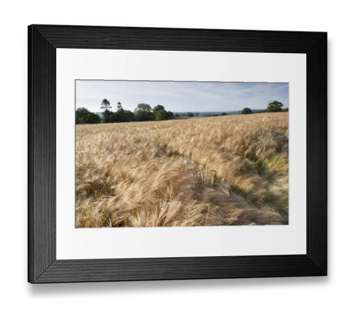 Framed Print : Ripe Barley crop in field, Haregill Lodge Farm, Ellingstring, North Yorkshire, England Framed Print : Ripe Barley crop in field, Haregill Lodge Farm, Ellingstring, North Yorkshire, England