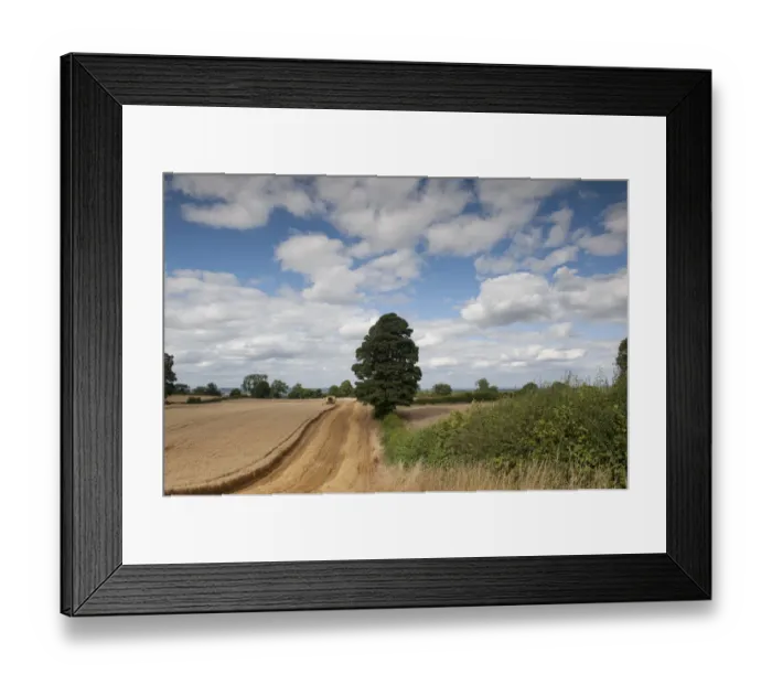 Framed Print : Combine harvester harvesting Oats, Haregill Lodge Farm, Ellingstring, North Yorkshire Framed Print : Combine harvester harvesting Oats, Haregill Lodge Farm, Ellingstring, North Yorkshire