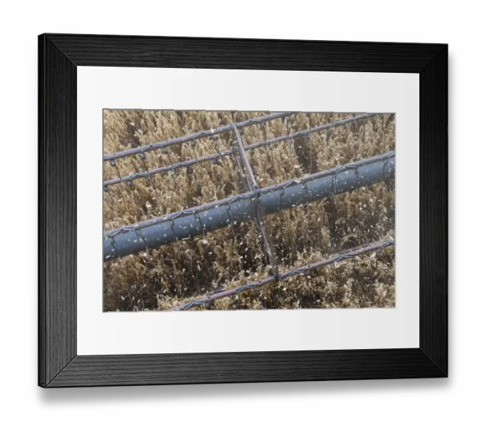Framed Print : Combine harvester harvesting Oats, close up of reel, Haregill Lodge Farm, Ellingstring Framed Print : Combine harvester harvesting Oats, close up of reel, Haregill Lodge Farm, Ellingstring