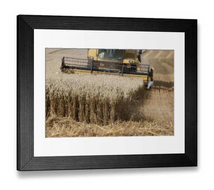 Framed Print : Combine harvester harvesting Oats, Haregill Lodge Farm, Ellingstring, North Yorkshire Framed Print : Combine harvester harvesting Oats, Haregill Lodge Farm, Ellingstring, North Yorkshire