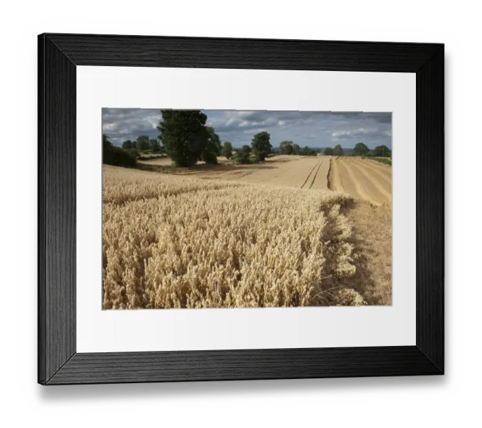 Framed Print : Ripe Oat crop with Combine harvester in distance, Haregill Lodge Farm, Ellingstring