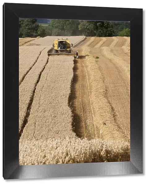 Combine harvester combining Oat crop, Haregill Lodge Farm, Ellingstring, North Yorkshire