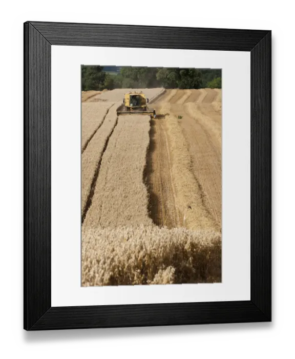 Framed Print : Combine harvester combining Oat crop, Haregill Lodge Farm, Ellingstring, North Yorkshire Framed Print : Combine harvester combining Oat crop, Haregill Lodge Farm, Ellingstring, North Yorkshire