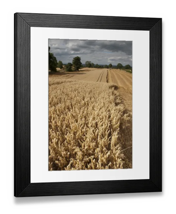 Framed Print : Field of ripe Oats with Combine harvester in the distance, Haregill Lodge Farm, Ellingstring Framed Print : Field of ripe Oats with Combine harvester in the distance, Haregill Lodge Farm, Ellingstring