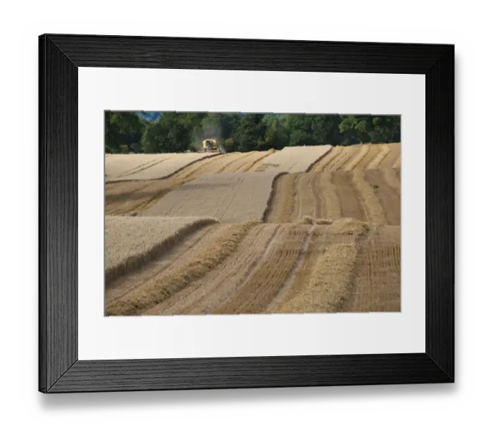 Framed Print : Combine harvester harvesting Oats, Haregill Lodge Farm, Ellingstring, North Yorkshire