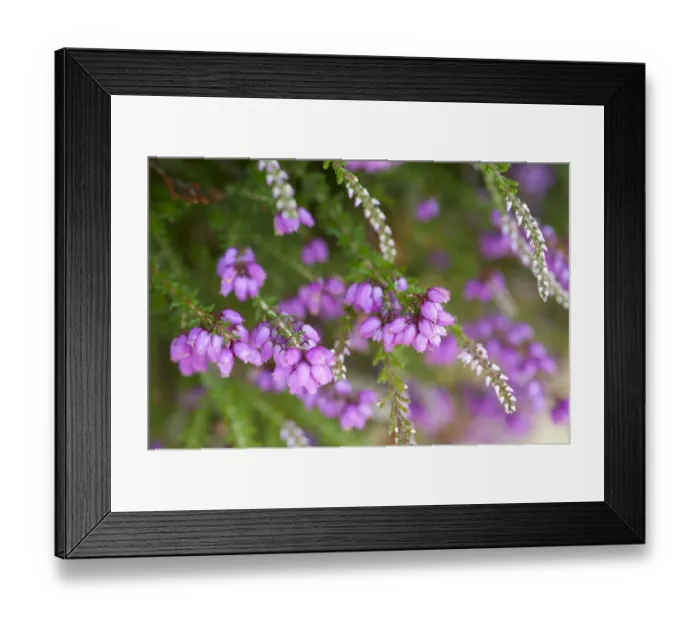 Framed Print : Close up of flowering Coomon heath / Ling (Calluna vulgaris) and pink Bell Heather (Erica cinerea) Framed Print : Close up of flowering Coomon heath / Ling (Calluna vulgaris) and pink Bell Heather (Erica cinerea)