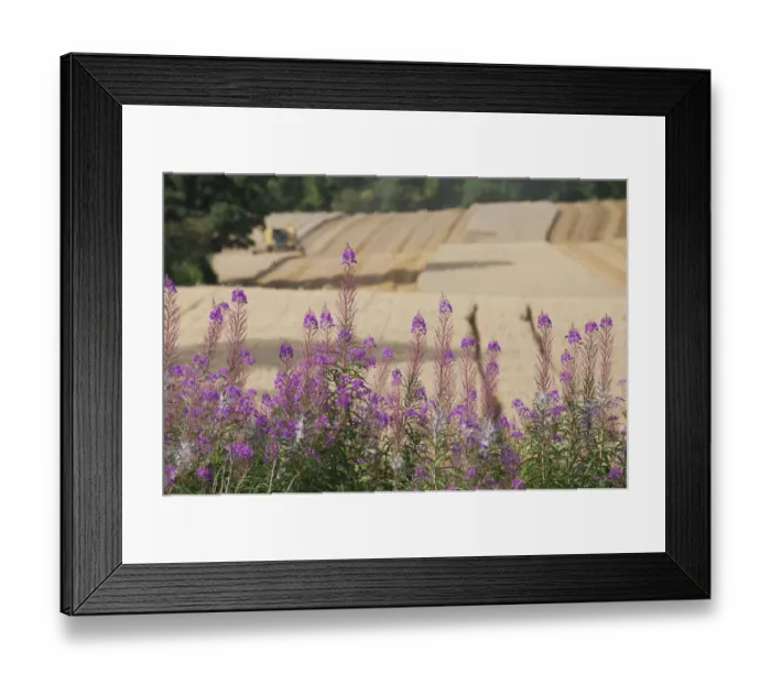 Framed Print : Rosebay Willowherb (Chamerion angustifolium angustifolium), with Combine harvester