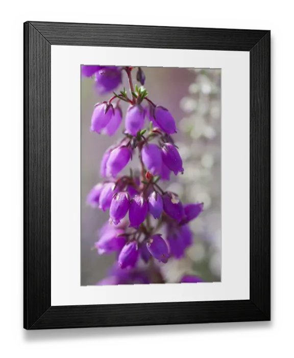 Framed Print : Close-up of flowering Bell Heather (Erica cinerea), Caesars Camp, Fleet, Hampshire Framed Print : Close-up of flowering Bell Heather (Erica cinerea), Caesars Camp, Fleet, Hampshire
