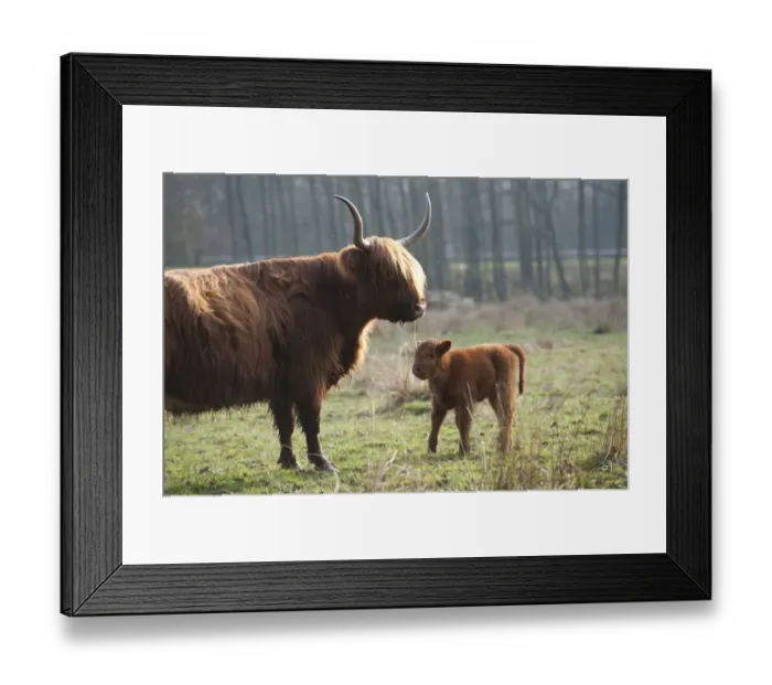 Framed Print : Highland cattle with calf, Foxlease and Ancells Meadows SSSI, Hampshire, England Framed Print : Highland cattle with calf, Foxlease and Ancells Meadows SSSI, Hampshire, England