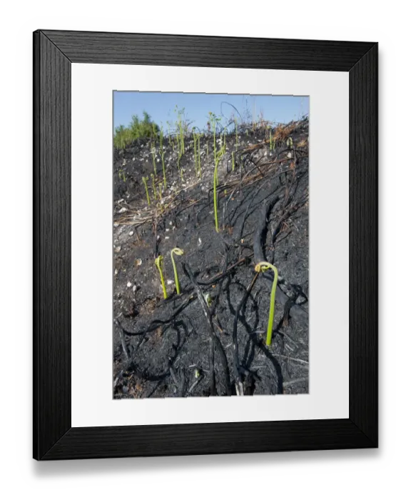 Framed Print : Recently burnt heathland, showing new Bracken growth (Pteridium aquilinum), Caesars Camp Framed Print : Recently burnt heathland, showing new Bracken growth (Pteridium aquilinum), Caesars Camp