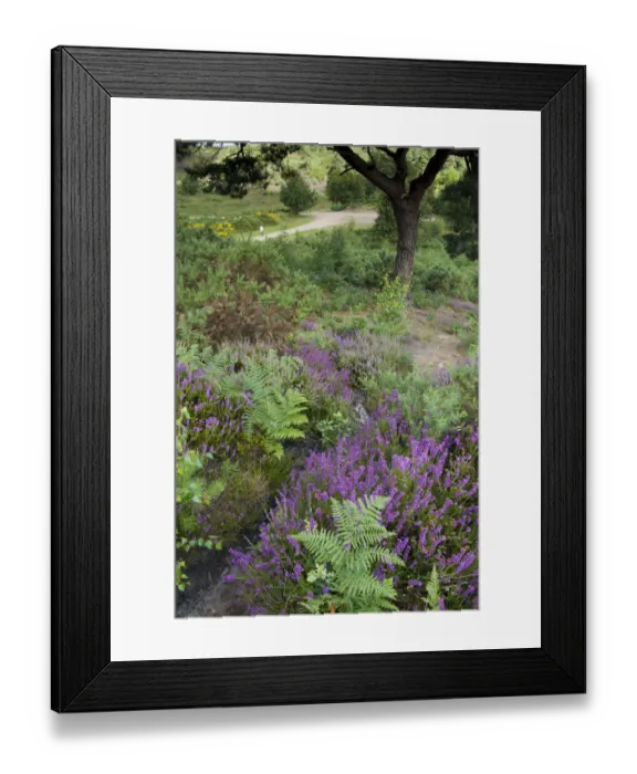 Framed Print : Flowering Heather and Bracken on lowland heath, with path in the background, Caesars Camp