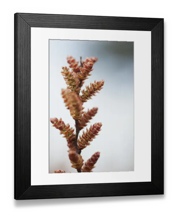 Framed Print : Bog myrtle / Sweet gale (Myrica gale) flowers, Caesars Camp, Fleet, Hampshire Framed Print : Bog myrtle / Sweet gale (Myrica gale) flowers, Caesars Camp, Fleet, Hampshire