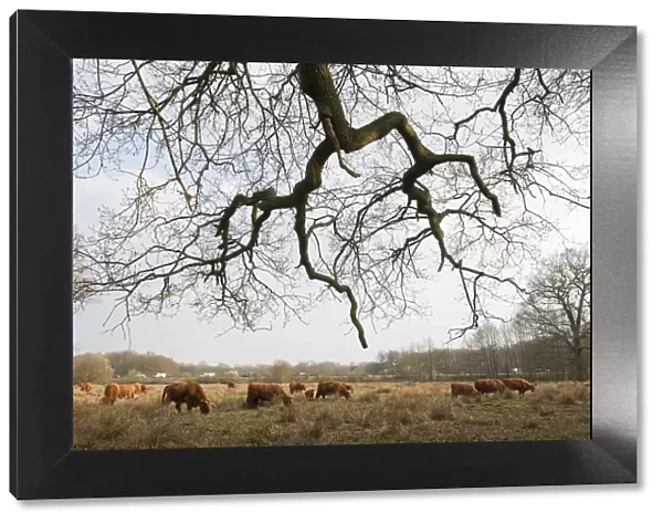 Highland cattle herd grazing at Foxlease and Ancells Meadows SSSI, Hampshire, England
