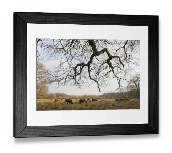 Framed Print : Highland cattle herd grazing at Foxlease and Ancells Meadows SSSI, Hampshire, England Framed Print : Highland cattle herd grazing at Foxlease and Ancells Meadows SSSI, Hampshire, England