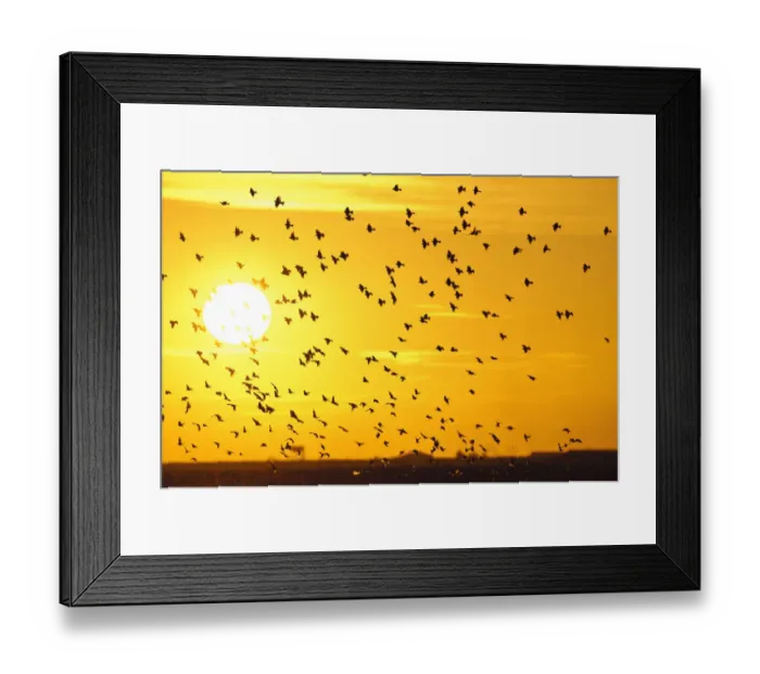 Framed Print : Corn buntings (Emberiza calandra) in flight, Wallasea Wild Coast Project, RSPB Greater Framed Print : Corn buntings (Emberiza calandra) in flight, Wallasea Wild Coast Project, RSPB Greater
