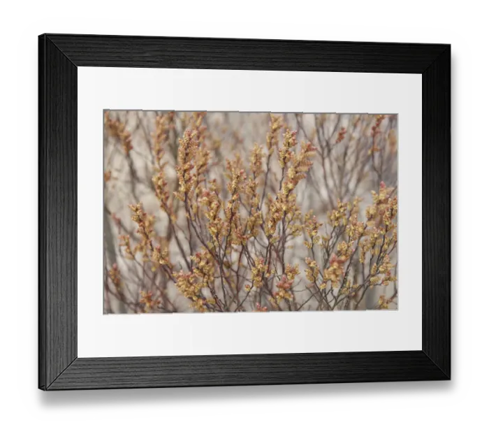 Framed Print : Bog myrtle / Sweet gale (Myrica gale) flowers, Caesars Camp, Fleet, Hampshire Framed Print : Bog myrtle / Sweet gale (Myrica gale) flowers, Caesars Camp, Fleet, Hampshire