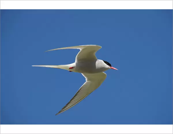 Arctic tern (Sterna paradisaea) in flight, Inner Farne, Farne Islands, Northumberland