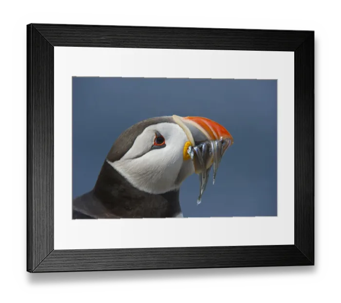 Framed Print : Puffin (Fratercula arctica) with sand eels in beak, Farne Islands, Northumberland, June Framed Print : Puffin (Fratercula arctica) with sand eels in beak, Farne Islands, Northumberland, June