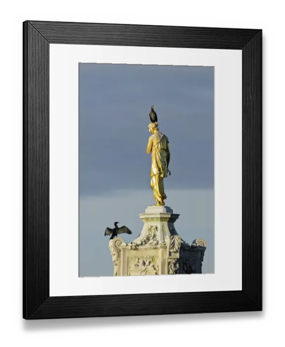 Framed Print : Two Common comorants (Phalocrocorax carbo) perched on statue drying out, Bushy Park Framed Print : Two Common comorants (Phalocrocorax carbo) perched on statue drying out, Bushy Park
