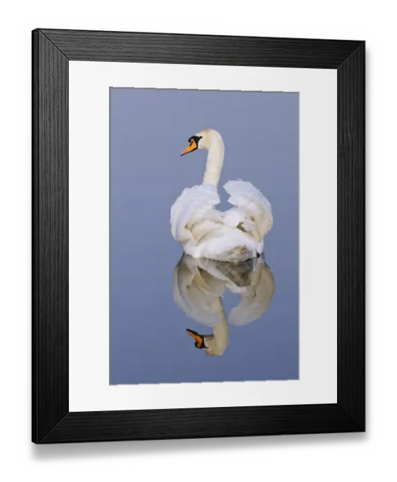Framed Print : Mute swan (Cygnus olor), Kent, England, UK, March Framed Print : Mute swan (Cygnus olor), Kent, England, UK, March