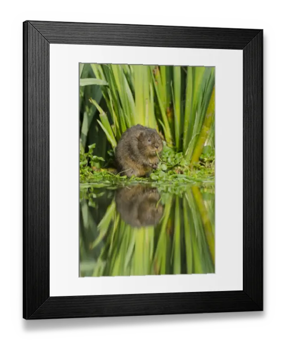 Framed Print : Water Vole (Arvicola terrestris) eating, Kent, England, UK, March Framed Print : Water Vole (Arvicola terrestris) eating, Kent, England, UK, March