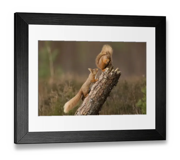 Framed Print : Red squirrel (Sciurus vulgaris) approaching another as it eats a nut, Cairngorms National Park Framed Print : Red squirrel (Sciurus vulgaris) approaching another as it eats a nut, Cairngorms National Park