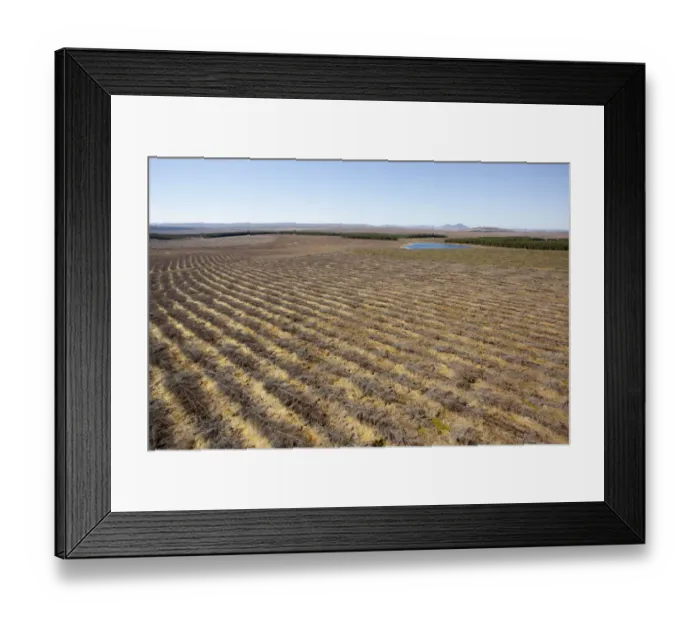 Framed Print : Aerial view of felled forestry plantation planted on blanket bog, Forsinard, Caithness Framed Print : Aerial view of felled forestry plantation planted on blanket bog, Forsinard, Caithness