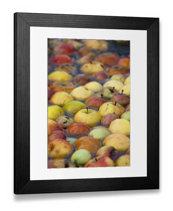 Framed Print : Apples floating in water prior to being juiced, Old Sleningford Community Farm, North Yorkshire Framed Print : Apples floating in water prior to being juiced, Old Sleningford Community Farm, North Yorkshire