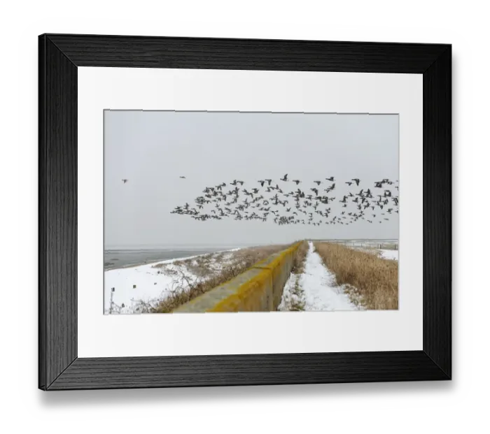 Framed Print : Flock of Dark-bellied brent geese (Branta bernicla) flying over sea wall, South Swale Framed Print : Flock of Dark-bellied brent geese (Branta bernicla) flying over sea wall, South Swale