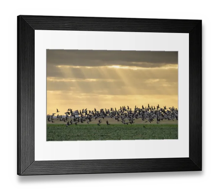 Framed Print : Dark-bellied brent geese (Branta bernicla) taking flight from grazing field, Wallasea Island Framed Print : Dark-bellied brent geese (Branta bernicla) taking flight from grazing field, Wallasea Island