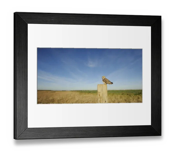 Framed Print : Short-eared owl (Asio flammeus) perched on post at edge of conservation margin and arable crop Framed Print : Short-eared owl (Asio flammeus) perched on post at edge of conservation margin and arable crop
