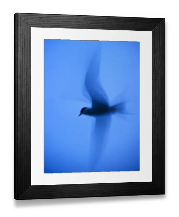 Framed Print : Arctic tern (Sterna paradisaea) in flight at twilight using slow shutter speed to accentuate blur Framed Print : Arctic tern (Sterna paradisaea) in flight at twilight using slow shutter speed to accentuate blur
