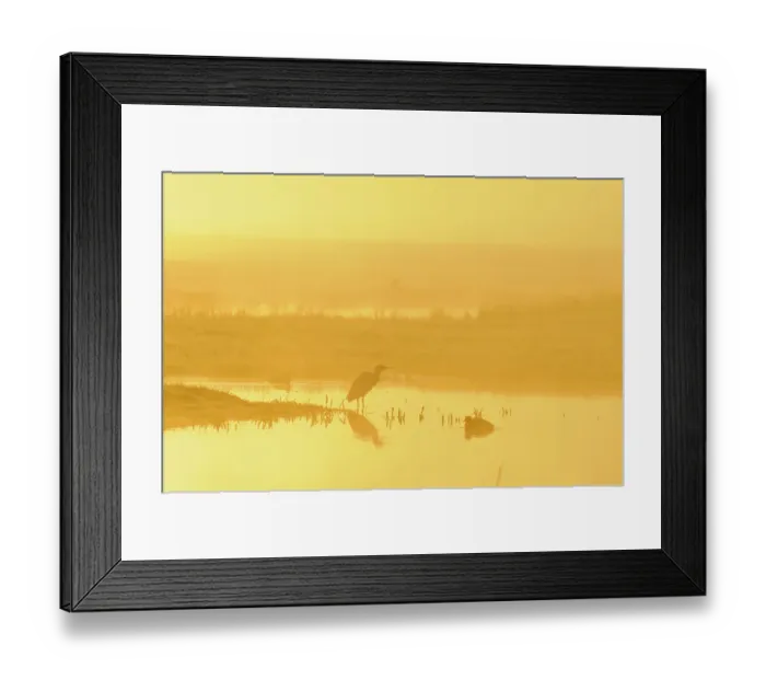 Framed Print : Little Egret (Egretta garzetta). North Kent Marshes. Elmley Nature Reserve Framed Print : Little Egret (Egretta garzetta). North Kent Marshes. Elmley Nature Reserve