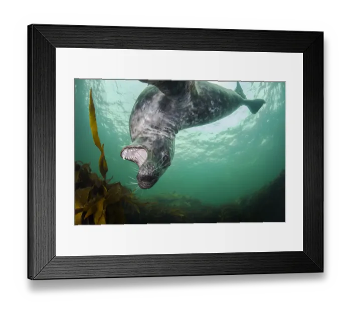Framed Print : Grey seal (Halichoerus grypus) swimming amongst kelp and playing, Farne Islands, Northumberland Framed Print : Grey seal (Halichoerus grypus) swimming amongst kelp and playing, Farne Islands, Northumberland