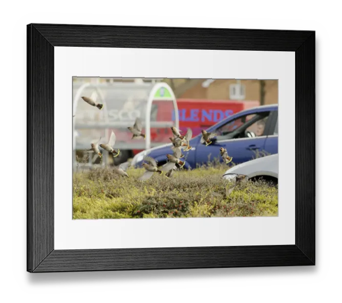 Framed Print : Flock of Waxwings (Bombycilla garrulus) taking off from a low Cotoneaster (Cotoneaster Framed Print : Flock of Waxwings (Bombycilla garrulus) taking off from a low Cotoneaster (Cotoneaster