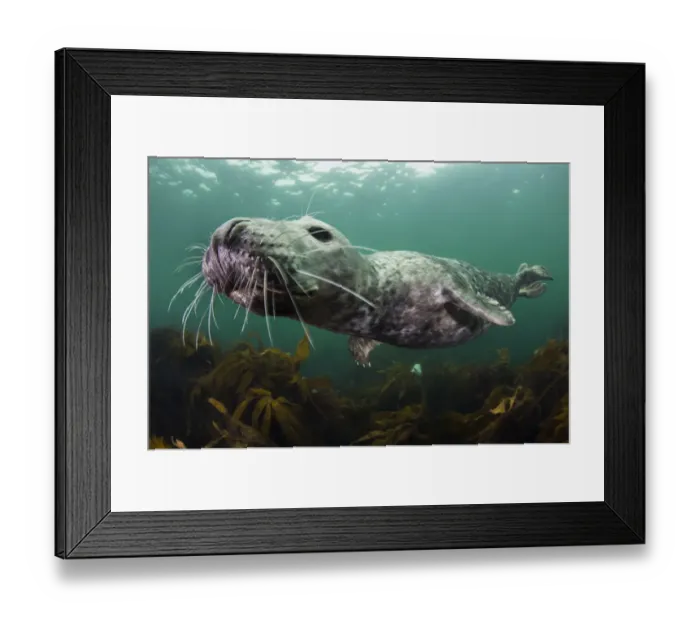 Framed Print : Female Grey seal (Halichoerus grypus) juvenile swimming over kelp, off Farne Islands Framed Print : Female Grey seal (Halichoerus grypus) juvenile swimming over kelp, off Farne Islands