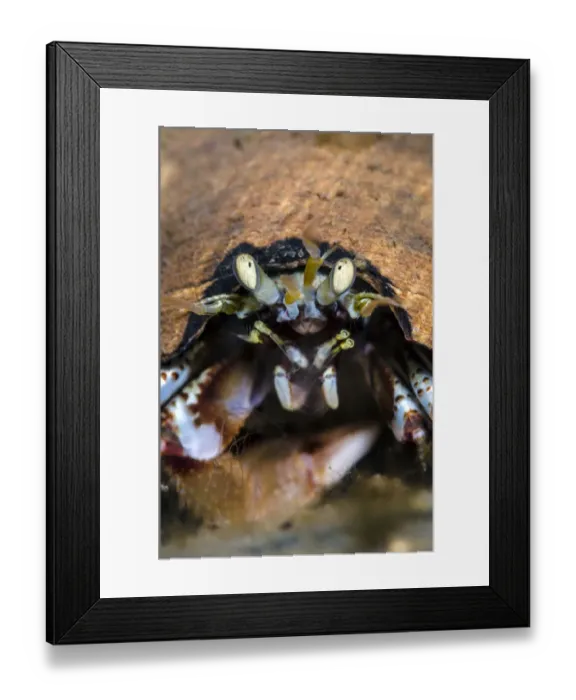 Framed Print : Common hermit crab (Pagurus bernhardus), Loch Leven, Ballachulish, Scotland, UK, April Framed Print : Common hermit crab (Pagurus bernhardus), Loch Leven, Ballachulish, Scotland, UK, April