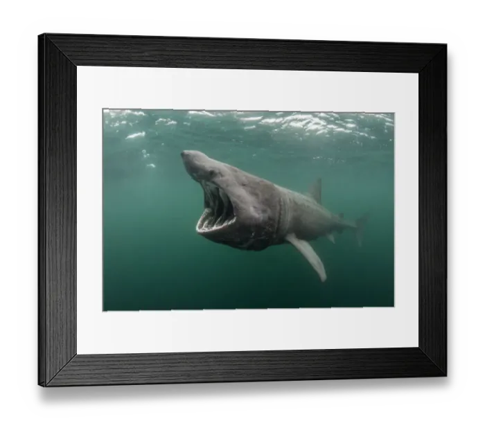 Framed Print : Basking shark (Cetorhinus maximus) feeding at the surface on plankton, Cairns of Coll Framed Print : Basking shark (Cetorhinus maximus) feeding at the surface on plankton, Cairns of Coll