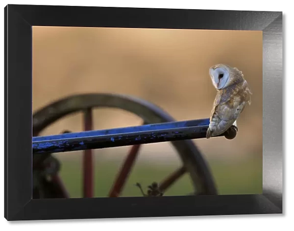 Barn Owl (Tyto alba) perched on old plough