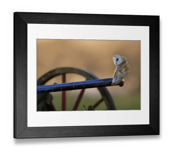 Framed Print : Barn Owl (Tyto alba) perched on old plough Framed Print : Barn Owl (Tyto alba) perched on old plough