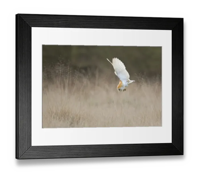 Framed Print : Barn Owl (Tyto alba) diving towards prey. Wales, UK, March. Sequence 1 of 2 Framed Print : Barn Owl (Tyto alba) diving towards prey. Wales, UK, March. Sequence 1 of 2