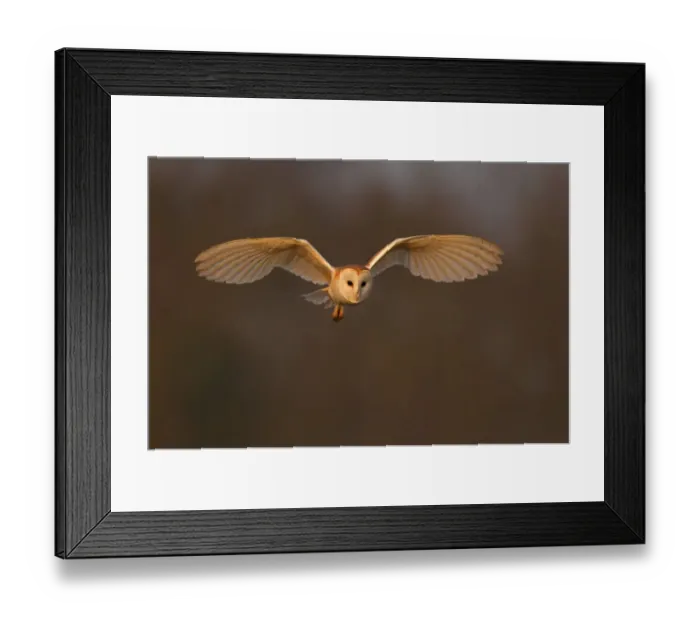 Framed Print : Barn Owl (Tyto alba) in flight in morning light. Wales, UK, March Framed Print : Barn Owl (Tyto alba) in flight in morning light. Wales, UK, March