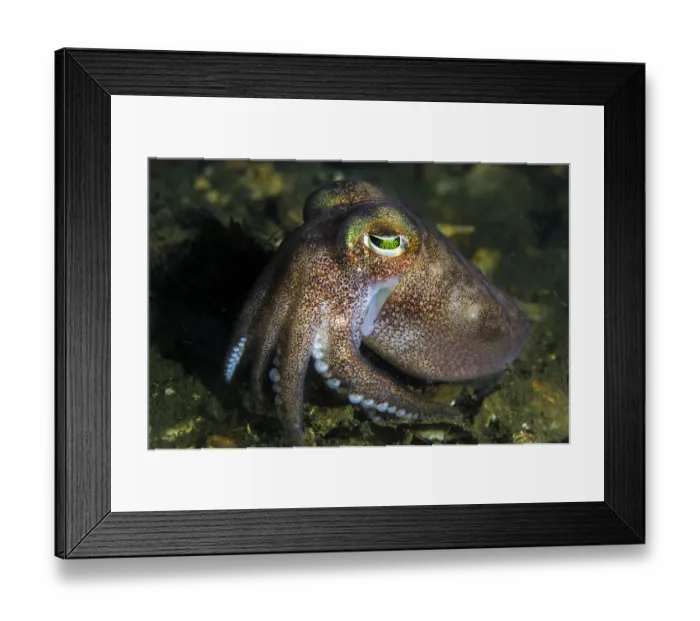 Framed Print : Stout bobtail squid (Rossia macrosoma) on the seabed, Loch Creran, Scotland, UK, June Framed Print : Stout bobtail squid (Rossia macrosoma) on the seabed, Loch Creran, Scotland, UK, June