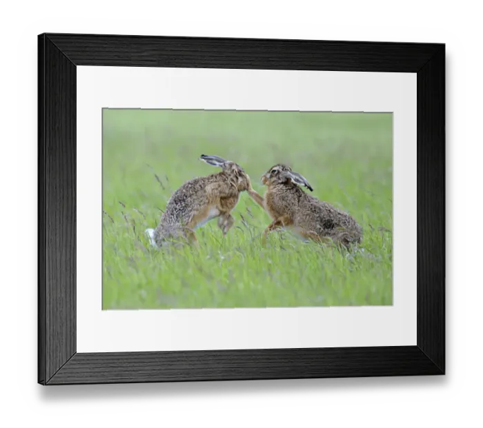 Framed Print : European Hares (Lepus europaeus) boxing, female on right Framed Print : European Hares (Lepus europaeus) boxing, female on right