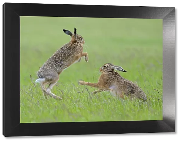 European Hares (Lepus europaeus) boxing, female on right. Wales, UK, June. Sequence 2 of 2