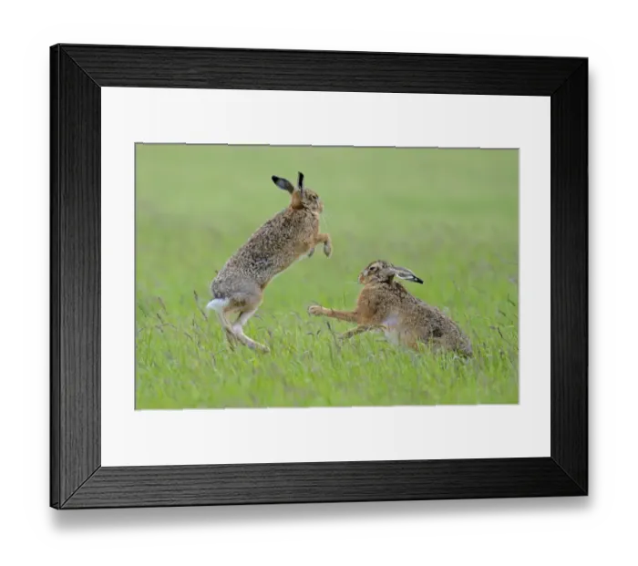 Framed Print : European Hares (Lepus europaeus) boxing, female on right. Wales, UK, June. Sequence 2 of 2 Framed Print : European Hares (Lepus europaeus) boxing, female on right. Wales, UK, June. Sequence 2 of 2