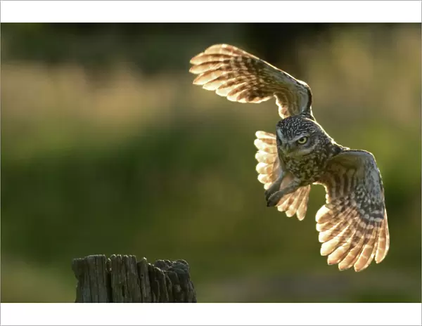 Little Owl (Athene noctua) taking flight from a post. Wales, UK, June