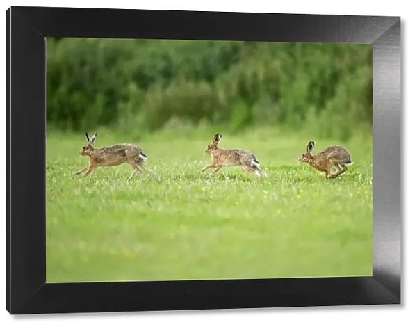 Three European Hare (Lepus europaeus) chasing, a courtship behaviour. Wales, UK, June