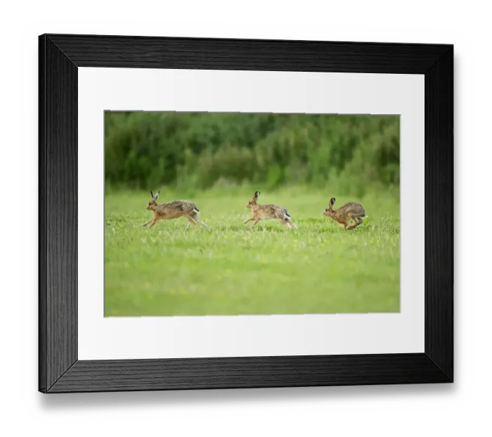 Framed Print : Three European Hare (Lepus europaeus) chasing, a courtship behaviour. Wales, UK, June Framed Print : Three European Hare (Lepus europaeus) chasing, a courtship behaviour. Wales, UK, June